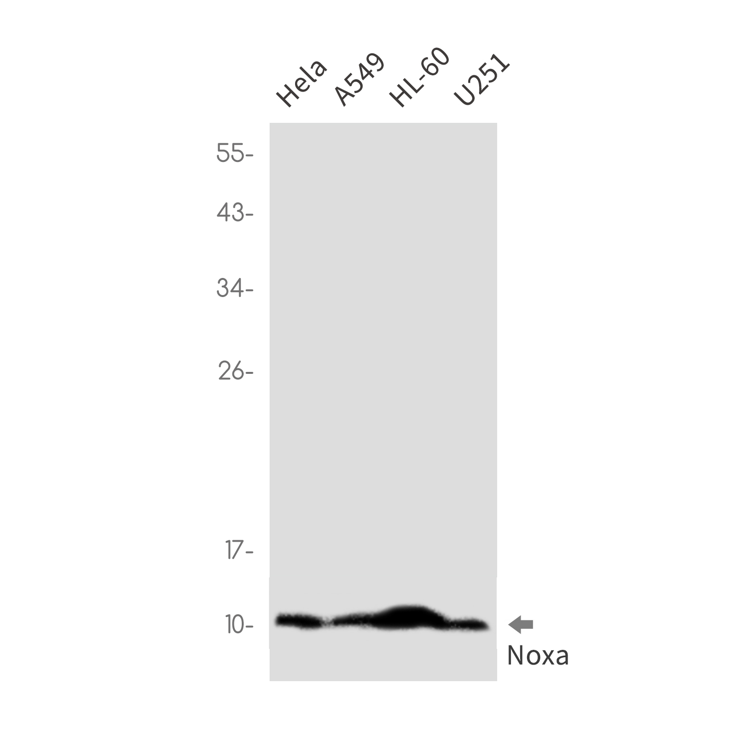 Anti-NOXA Rabbit mAb [88K65K75]