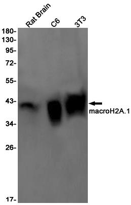 Anti-Macro H2A.1 Rabbit mAb [91M69L34]