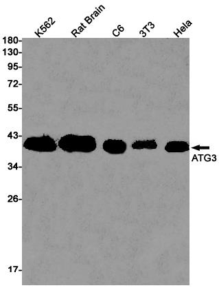 Anti-ATG3 Rabbit mAb [49L18K81]