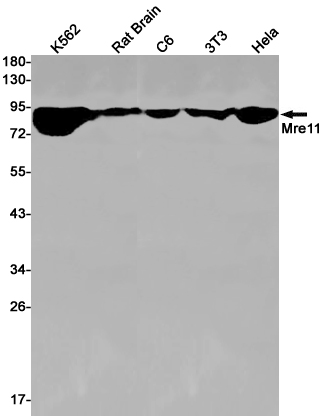 Anti-Mre11 Rabbit mAb [52K93M22]