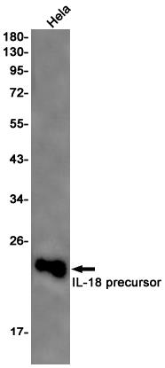 Anti-IL-18 Rabbit mAb [44L89K09]