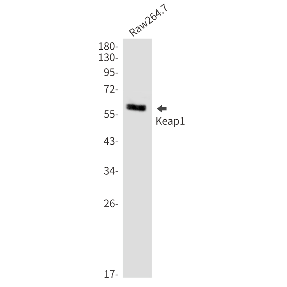 Anti-Keap1 Rabbit mAb [21K02L70]
