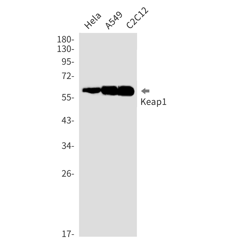 Anti-Keap1 Rabbit mAb [21K02L70]