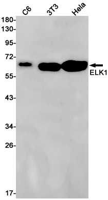 Anti-ELK1 Rabbit mAb [50L95L15]