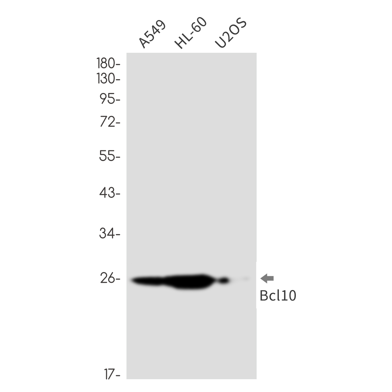 Anti-Bcl10 Rabbit mAb [79M54K46]