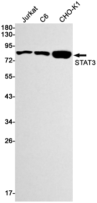 Anti-STAT3 Rabbit mAb [42L32K10]