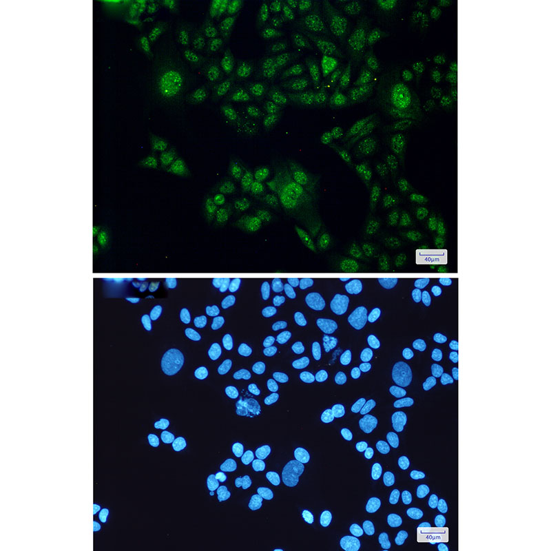Anti-STAT3 Rabbit mAb [42L32K10]