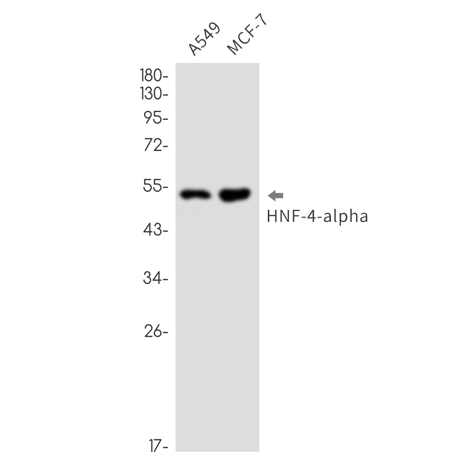 Anti-HNF 4 alpha Rabbit mAb [71L08K69]