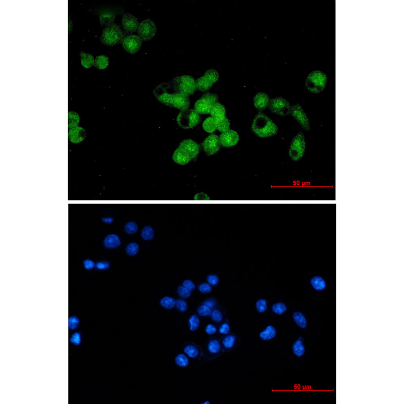 Anti-SKP1 Rabbit mAb [75K01L93]