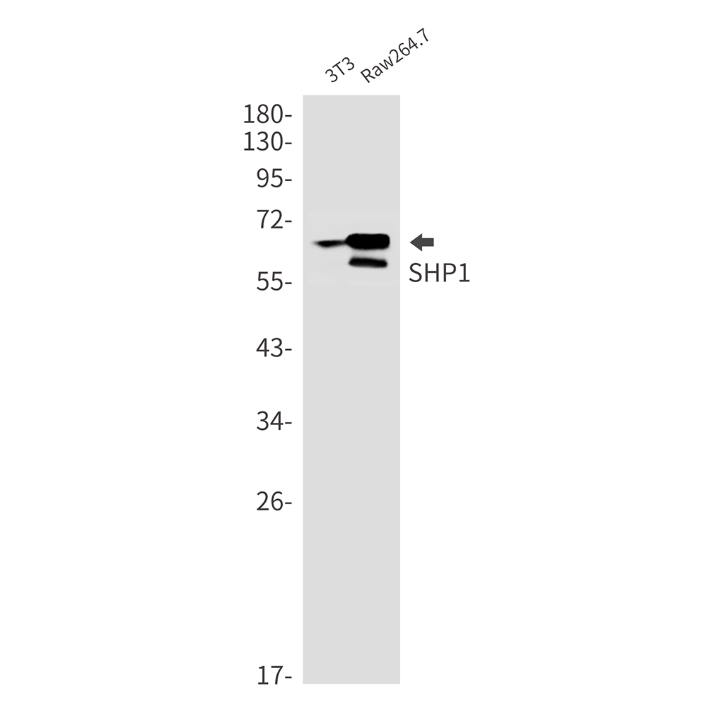 Anti-SHP1 Rabbit mAb [94L57M11]