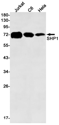 Anti-SHP1 Rabbit mAb [94L57M11]