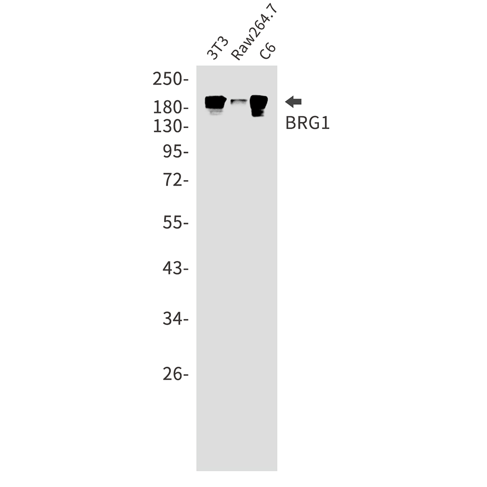 Anti-BRG1 Rabbit mAb [18L06L09]