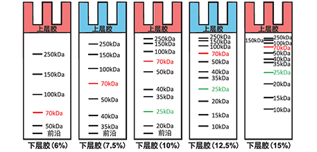 蛋白电泳避坑指南