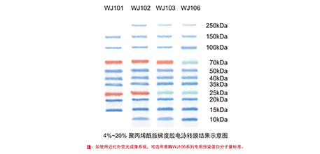 蛋白MARKER知多少？