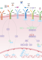 IL-1 Family Signaling Pathway