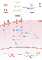 Hypoxia Signaling Pathway
