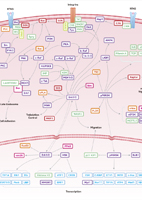 MAPK/ERK Signaling Pathway