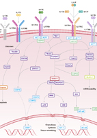 IL-17 Family Signaling Pathway