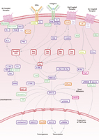 GPCR Signaling Pathway