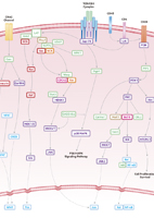 T Cell Receptor Signaling Pathway