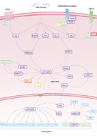 p38 MAPK Signaling Pathway