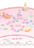 Apoptosis Signaling Pathway