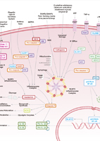 Inflammasome Signaling Pathway