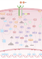 EGFR Signaling Pathway