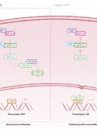 Hippo Signaling Pathway