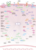 Akt/PKB Signaling Pathway