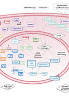 Senescence Signaling Pathway