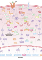 B Cell Receptor Signaling Pathway
