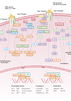 TGF-β Signaling Pathway