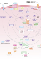 eIF4 Signaling Pathway