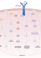 VEGF Signaling Pathway