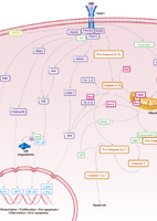 TNF Signaling Pathway