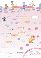 Death Receptor Signaling Pathway