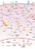Insulin Signaling Pathway