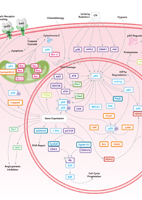 p53 Signaling Pathway