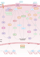 Non-Canonical Wnt Signaling Pathway