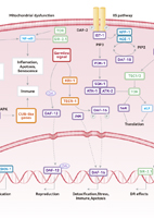 Pyroptosis Signaling Pathway