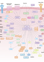 AMPK Signaling Pathway