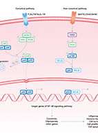 NF-κB Signaling Pathway