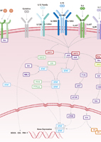 JAK-STAT Signaling Pathway
