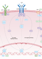 IL-10 Signaling Pathway