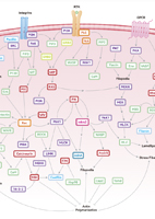 Actin Dynamics Signaling Pathway
