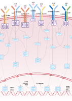 IL-12 Family Signaling Pathway