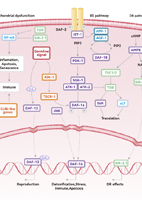 Senescence Signaling Pathway