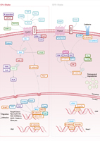 Notch Signaling Pathway