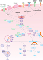 Autophagy Signaling Pathway